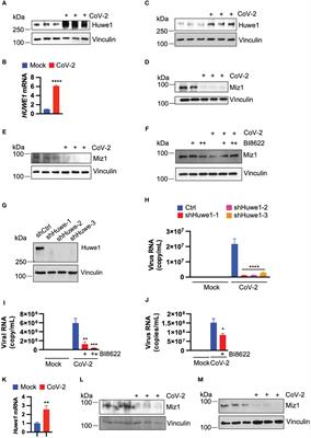 Suppression of interferon α and γ response by Huwe1-mediated Miz1 degradation promotes SARS-CoV-2 replication